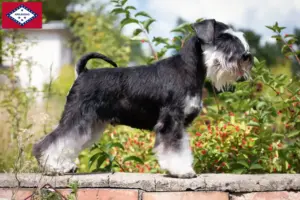 Read more about the article Schnauzer breeders and puppies in Arkansas