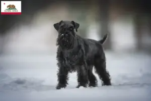 Read more about the article Schnauzer breeders and puppies in California