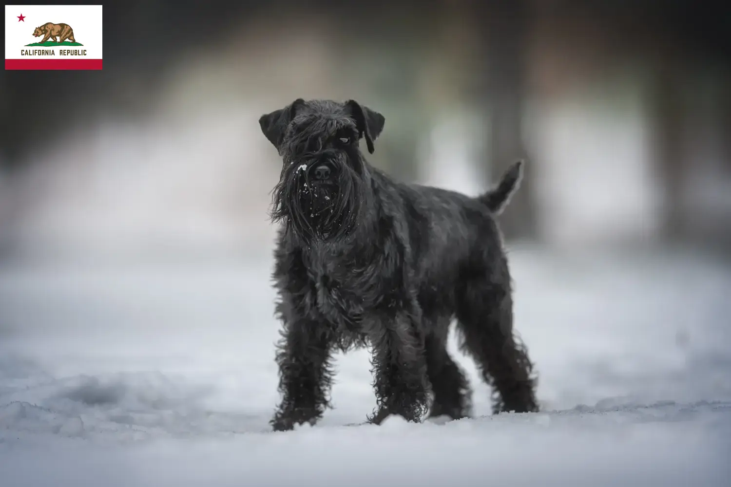 Schnauzer puppies and breeder California Find Schnauzer breeders in California here.