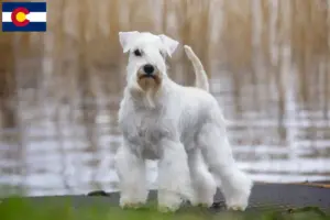 Read more about the article Schnauzer breeders and puppies in Colorado