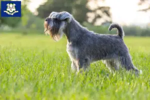 Read more about the article Schnauzer breeders and puppies in Connecticut