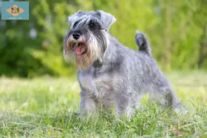Read more about the article Schnauzer breeders and puppies in Delaware