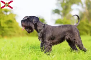 Read more about the article Schnauzer breeders and puppies in Florida