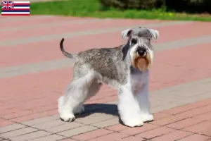 Read more about the article Schnauzer breeders and puppies in Hawaii
