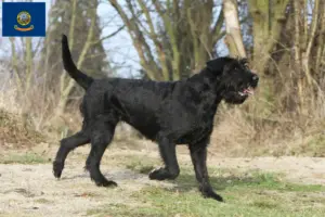 Read more about the article Schnauzer breeders and puppies in Idaho