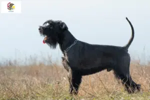 Read more about the article Schnauzer breeders and puppies in Illinois