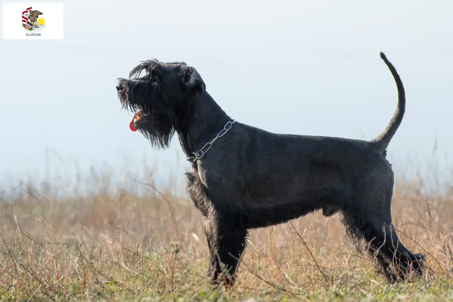 Schnauzer puppies and breeders Illinois Find Schnauzer breeders in Illinois.