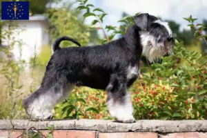Read more about the article Schnauzer breeders and puppies in Indiana