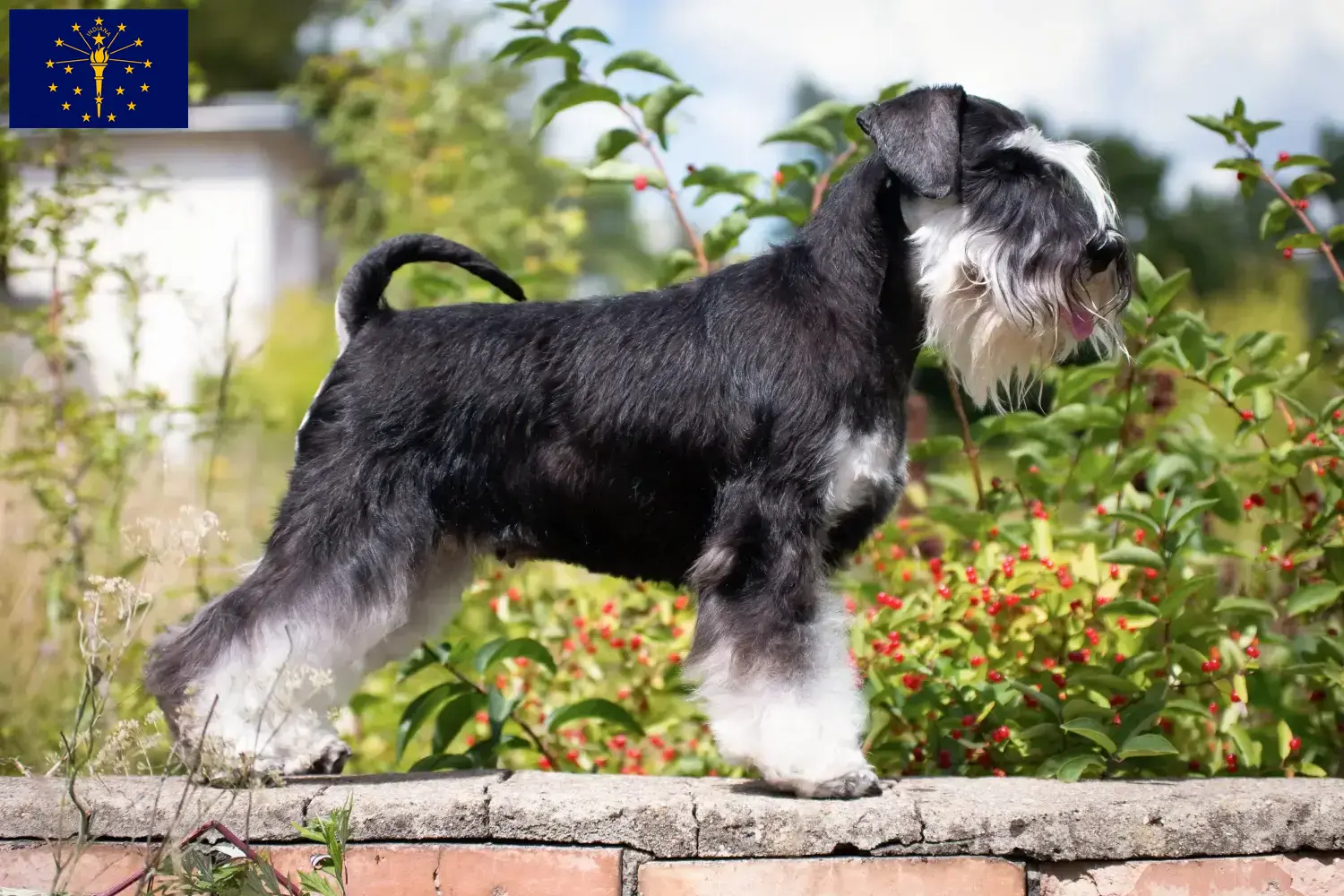Schnauzer puppies and breeder Indiana Find Schnauzer breeders in Indiana.