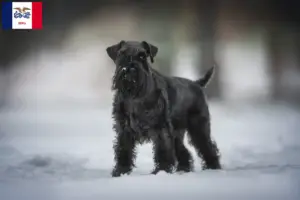 Read more about the article Schnauzer breeders and puppies in Iowa