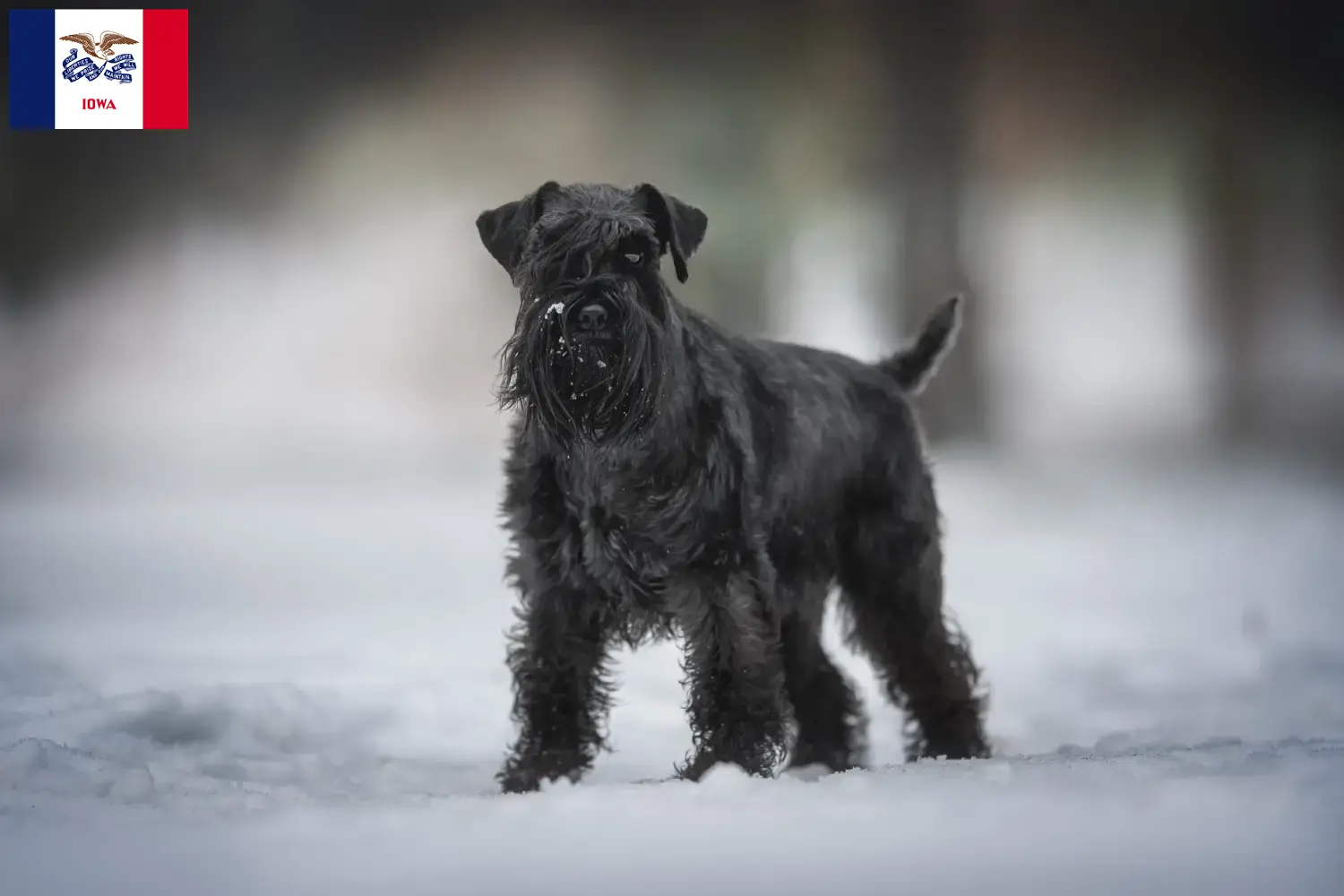 Schnauzer puppies and breeder Iowa Find Schnauzer breeders in Iowa here.