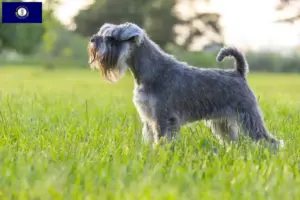 Read more about the article Schnauzer breeders and puppies in Kentucky