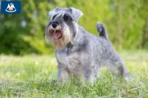 Read more about the article Schnauzer breeders and puppies in Louisiana
