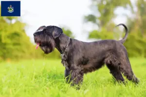 Read more about the article Schnauzer breeders and puppies in Maine