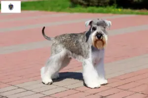 Read more about the article Schnauzer breeders and puppies in Massachusetts