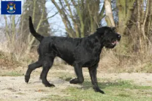 Read more about the article Schnauzer breeders and puppies in Michigan