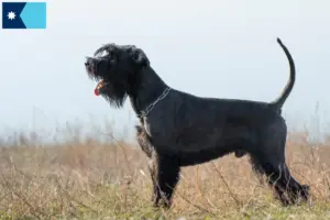 Read more about the article Schnauzer breeders and puppies in Minnesota