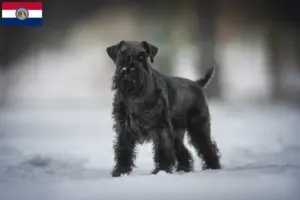 Read more about the article Schnauzer breeders and puppies in Missouri