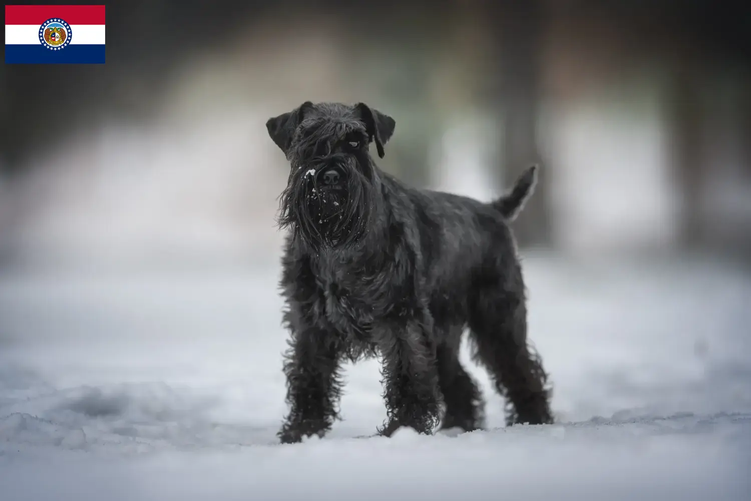 Schnauzer puppies and breeder Missouri Find Schnauzer breeders in Missouri here.