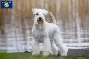 Read more about the article Schnauzer breeders and puppies in Montana