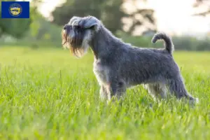 Read more about the article Schnauzer breeders and puppies in Nebraska