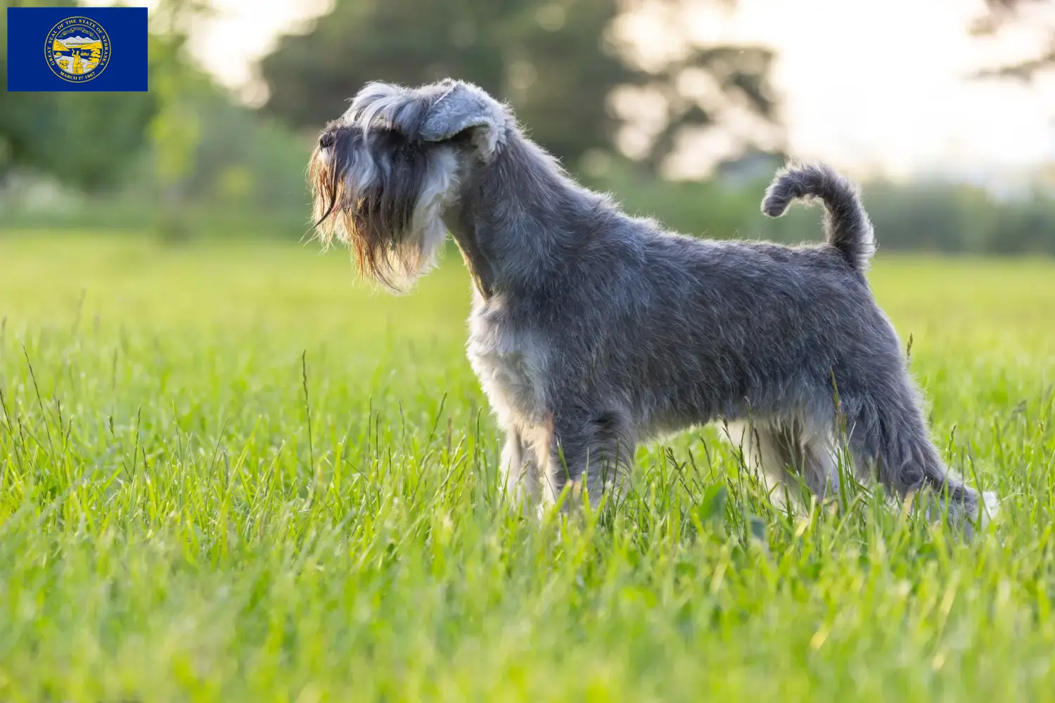 Schnauzer puppies and breeder Nebraska Find Schnauzer breeders in Nebraska.