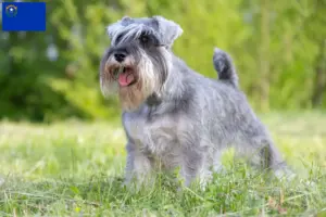 Read more about the article Schnauzer breeders and puppies in Nevada