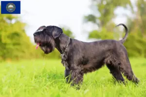 Read more about the article Schnauzer breeders and puppies in New Hampshire