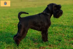 Read more about the article Schnauzer breeders and puppies in New Jersey