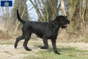 Read more about the article Schnauzer breeders and puppies in New York
