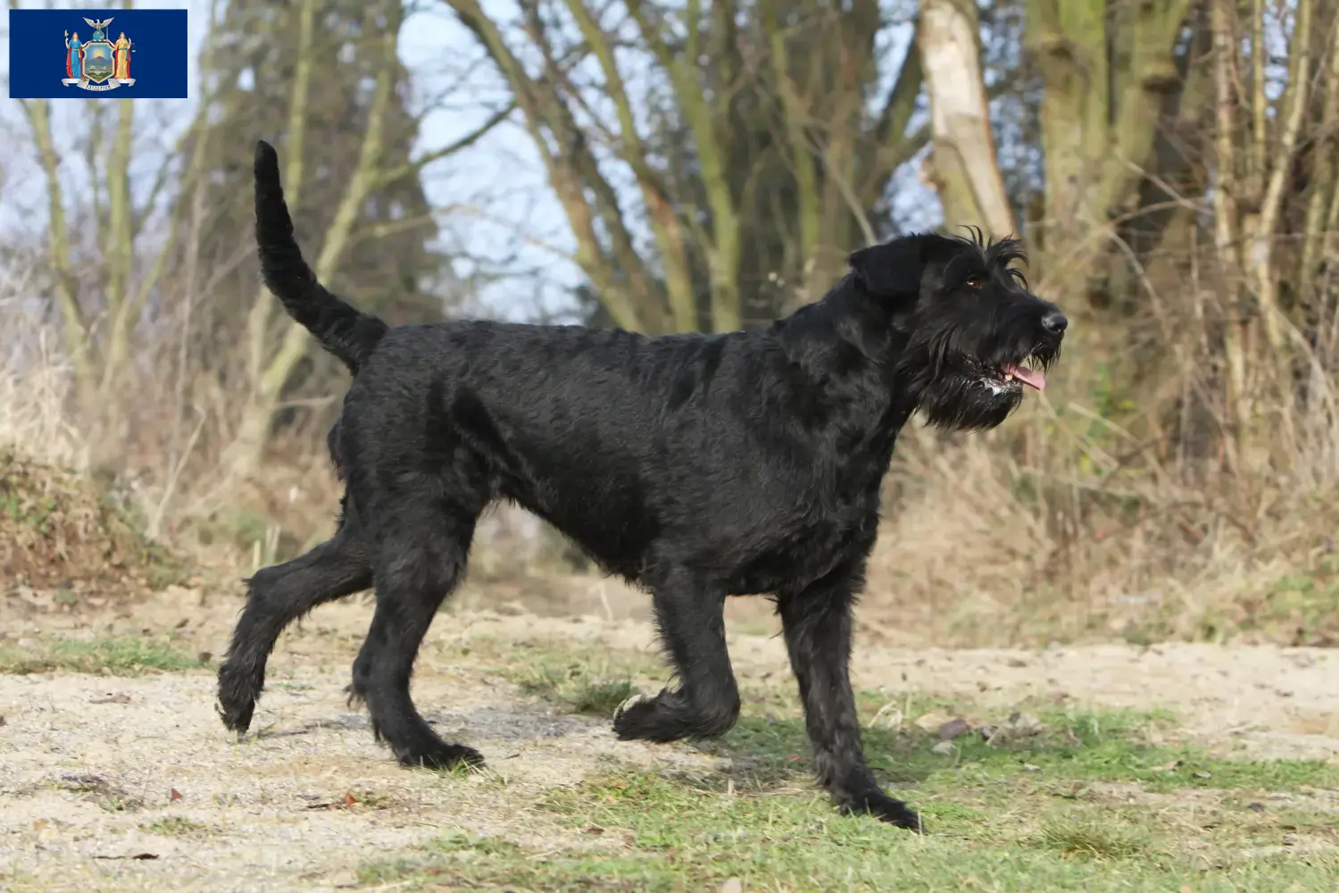 Schnauzer puppies and breeder New York Find Schnauzer breeders in New York here.