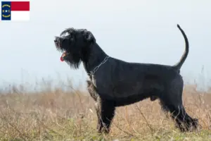 Read more about the article Schnauzer breeders and puppies in North Carolina