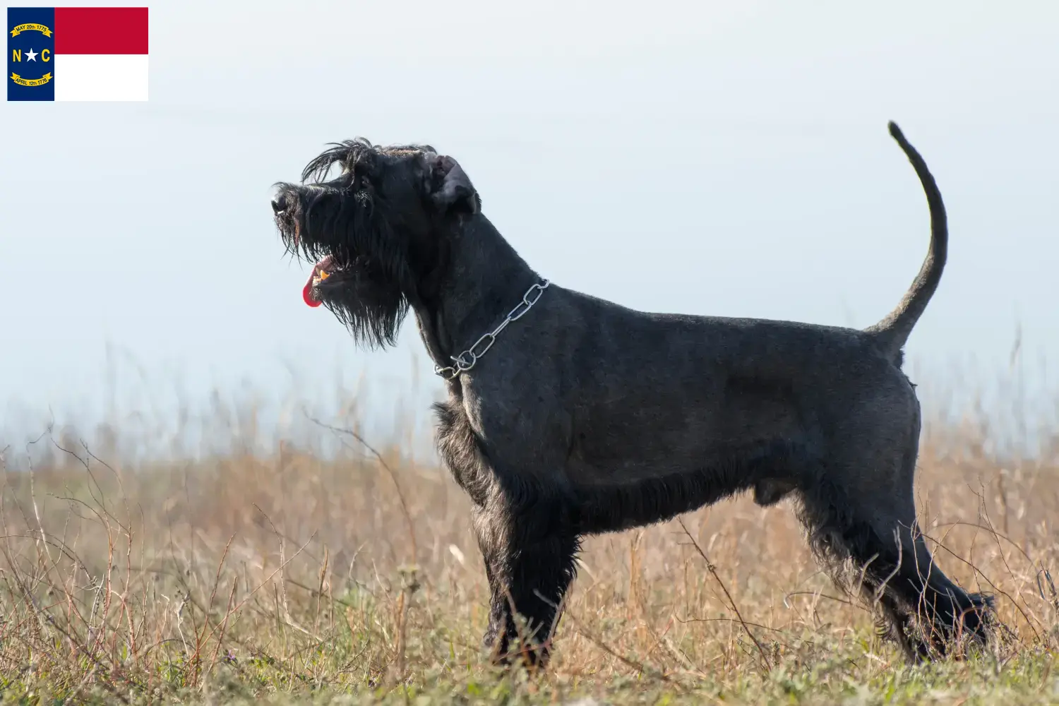 Schnauzer puppies and breeders North Carolina Find Schnauzer breeders in North Carolina.