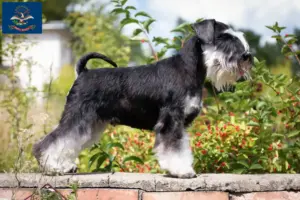 Read more about the article Schnauzer breeders and puppies in North Dakota