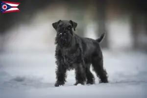 Read more about the article Schnauzer breeders and puppies in Ohio