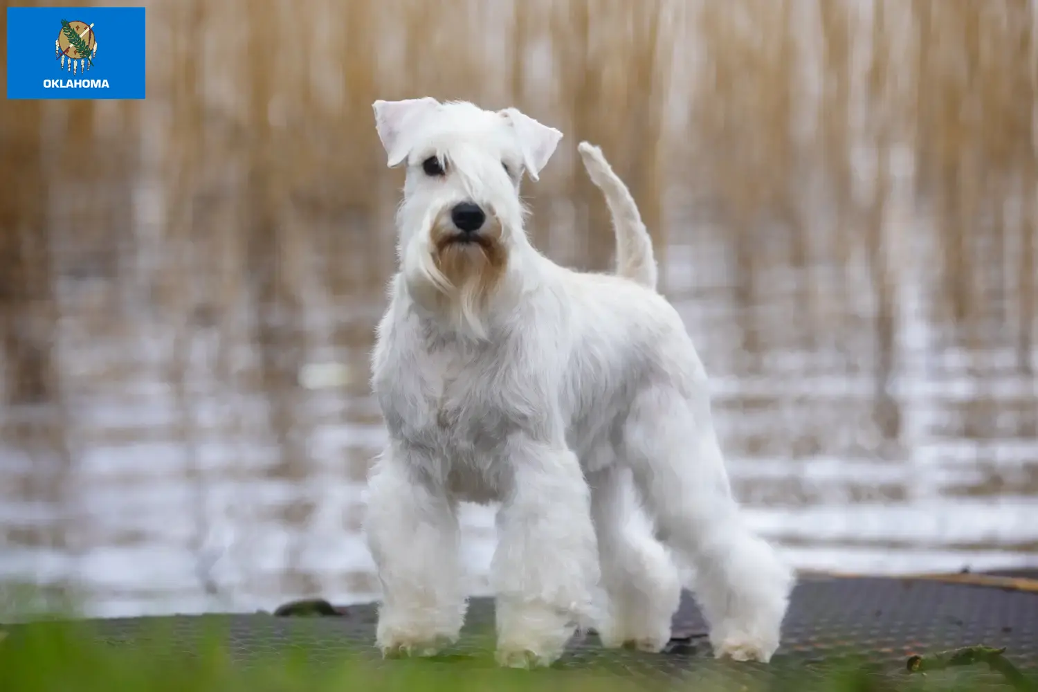 Schnauzer puppies and breeders Oklahoma Find Schnauzer breeders in Oklahoma.