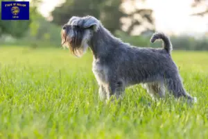 Read more about the article Schnauzer breeders and puppies in Oregon