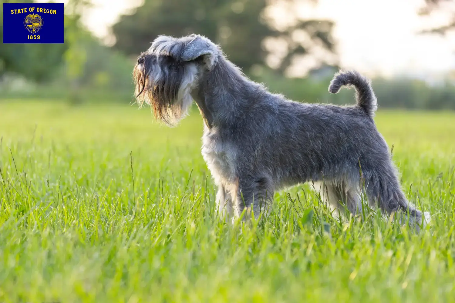 Schnauzer puppies and breeder Oregon Here you can find Schnauzer breeders in Oregon.