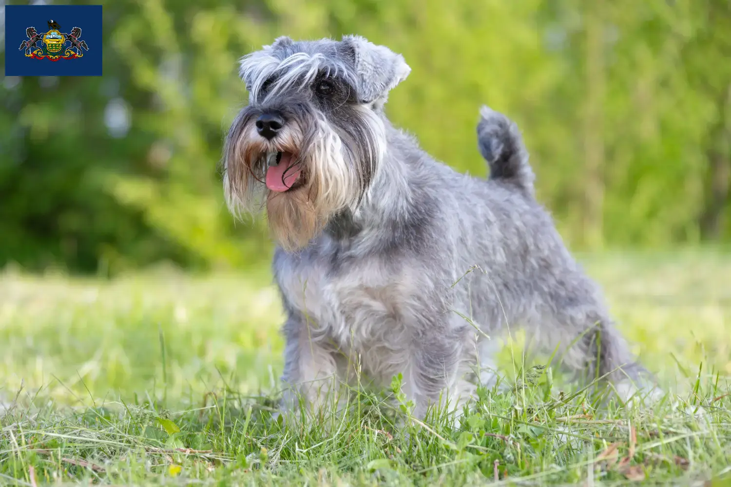 Schnauzer puppies and breeders Pennsylvania Find Schnauzer breeders in Pennsylvania.