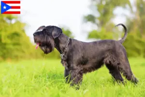 Read more about the article Schnauzer breeders and puppies in Puerto Rico