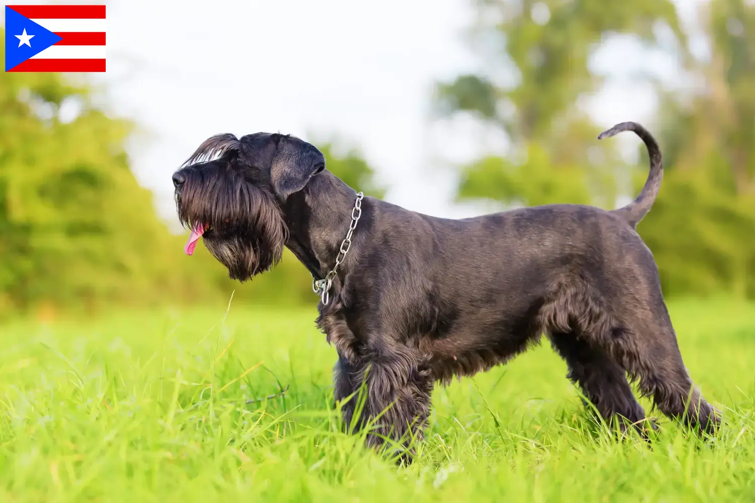 Schnauzer puppies and breeder Puerto Rico Here you can find Schnauzer breeders in Puerto Rico.