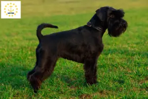 Read more about the article Schnauzer breeders and puppies in Rhode Island