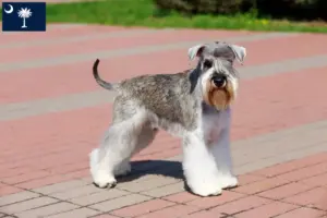 Read more about the article Schnauzer breeders and puppies in South Carolina