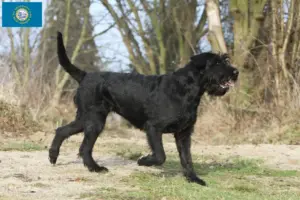 Read more about the article Schnauzer breeders and puppies in South Dakota