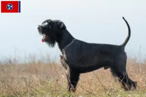 Read more about the article Schnauzer breeders and puppies in Tennessee