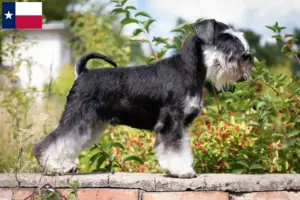 Read more about the article Schnauzer breeders and puppies in Texas