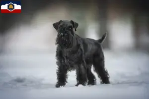 Read more about the article Schnauzer breeders and puppies in Utah