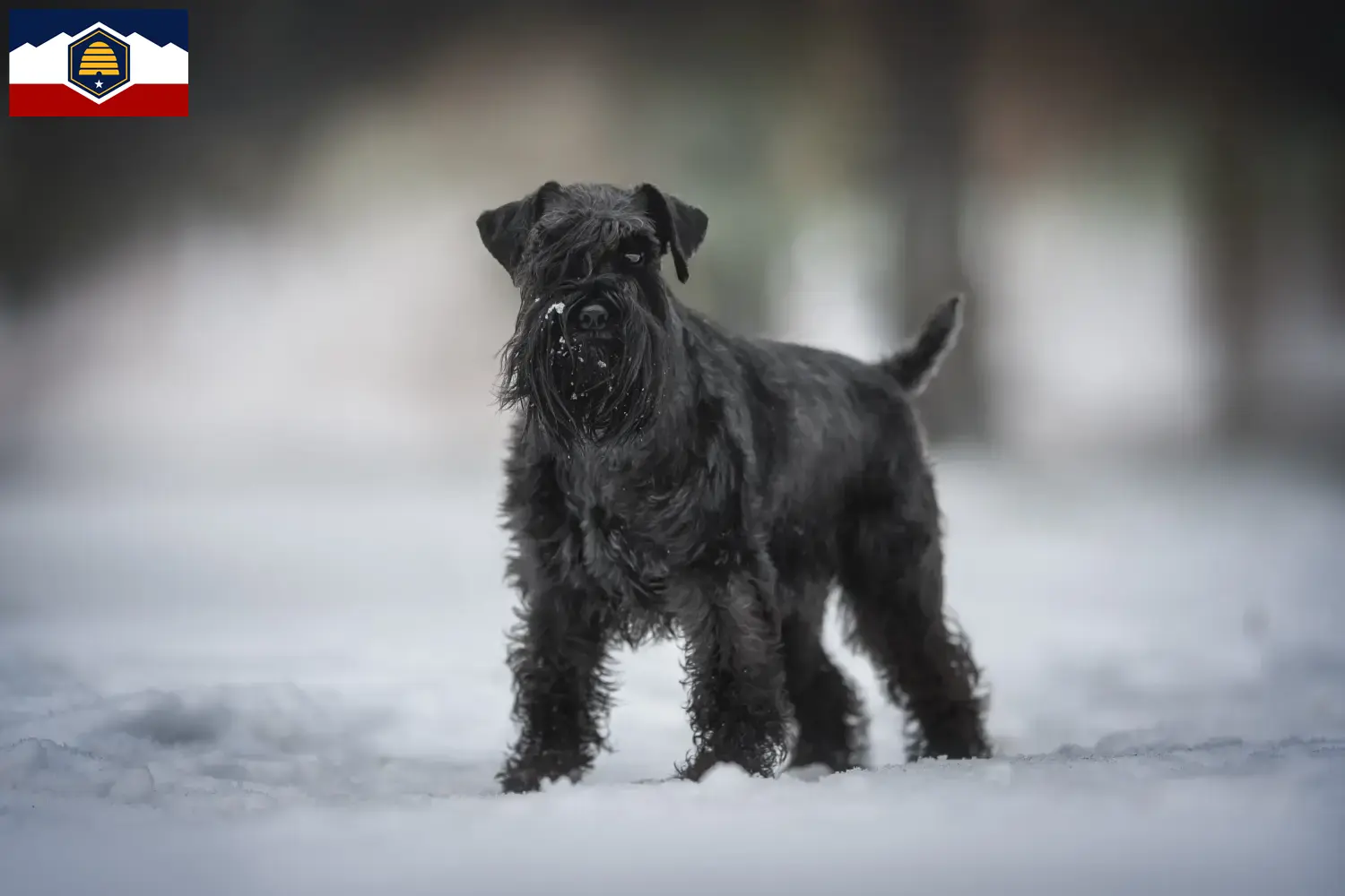 Schnauzer puppies and breeder Utah Here you can find Schnauzer breeders in Utah.