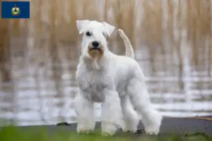 Read more about the article Schnauzer breeders and puppies in Vermont