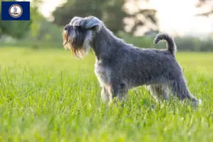 Read more about the article Schnauzer breeders and puppies in Virginia